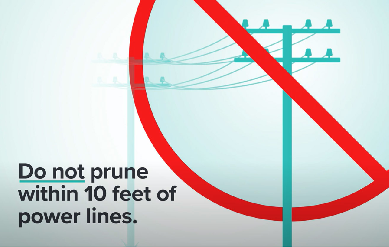 Graphic showing not to prune within 10 feet of powerlines.